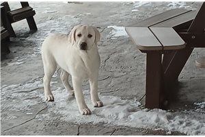 Diana - Labrador Retriever for sale