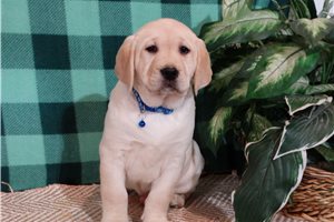 Marlow - Labrador Retriever for sale