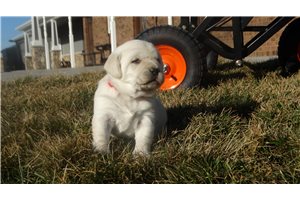 Zorro - Labrador Retriever for sale