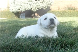 Wilson - puppy for sale