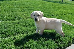 Zuri - Labrador Retriever for sale