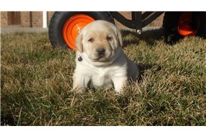 Zander - Labrador Retriever for sale