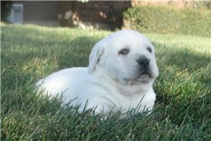 Wayne - Labrador Retriever for sale