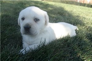 Willis - puppy for sale
