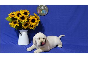 Grover - puppy for sale