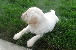 Zara - Labrador Retriever for sale