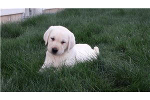 Daphne - puppy for sale