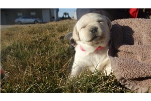Zuri - Labrador Retriever for sale