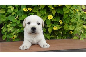 Daniel - puppy for sale