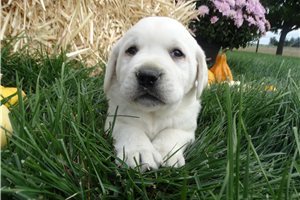 Rowan - Labrador Retriever for sale
