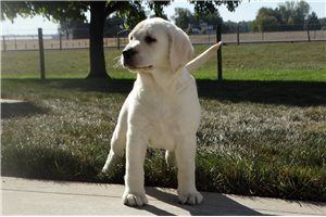 Delilah - puppy for sale