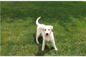 Zuri - Labrador Retriever for sale