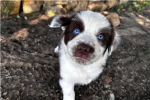 Pierce - Australian Shepherd for sale