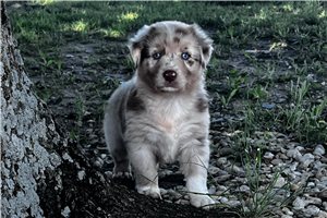 Phillip - Australian Shepherd for sale