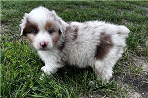 Lavender - Australian Shepherd for sale