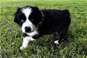 Lauren - Australian Shepherd for sale