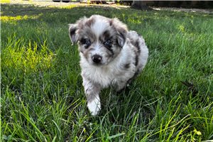 Phoenix - puppy for sale