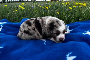 Leo - Australian Shepherd for sale