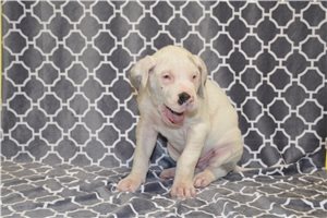 Nathaniel - puppy for sale