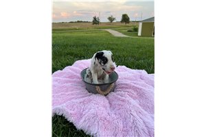 Trinity - Great Dane for sale