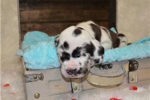 Niles - Great Dane for sale