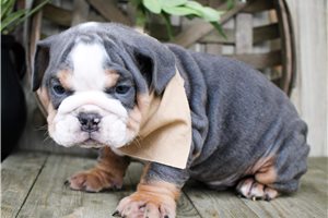 Warren - Bulldog for sale