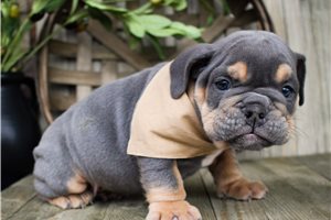 Winston - Bulldog for sale