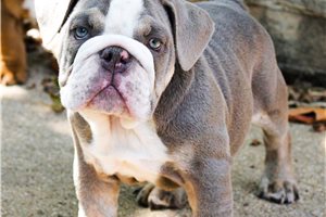 Phoenix - English Bulldog for sale