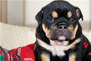 Luna - English Bulldog for sale