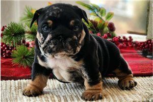 Figgy - English Bulldog for sale