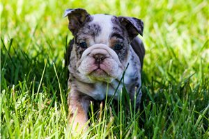 Luna - English Bulldog for sale