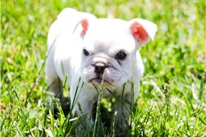 Liam - English Bulldog for sale