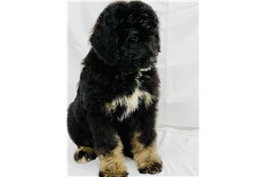 Marly - Bernedoodle for sale