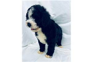 Macy - Bernedoodle for sale