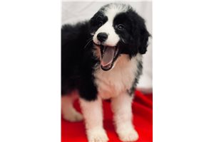 Aaliyah - Bernedoodle for sale