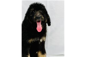 Zoey - Bernedoodle for sale