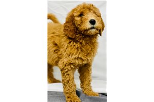 Mira - Goldendoodle for sale