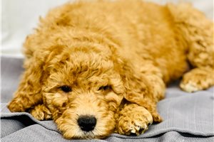 Miracle - Goldendoodle for sale