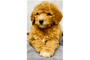 Makenna - Goldendoodle for sale