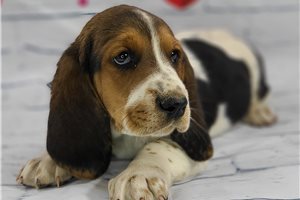 Wells - Basset Hound for sale