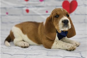 Andreas - Basset Hound for sale