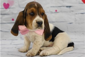 Leif - Basset Hound for sale