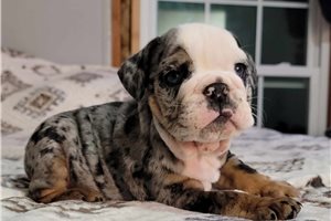 Kona - English Bulldog for sale