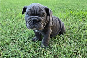 Xena - puppy for sale