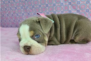 Gem - English Bulldog for sale