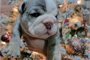 Kodiak - puppy for sale