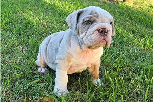 Xavier - English Bulldog for sale