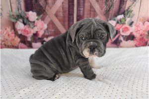 Freya - English Bulldog for sale