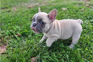 Sparky - French Bulldog for sale