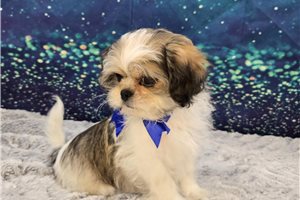 Liam - Shichon for sale